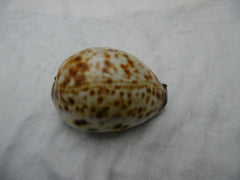 1740 fine large Silver mounted Cowie shell dated 1740 100g