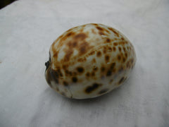 1740 fine large Silver mounted Cowie shell dated 1740 100g